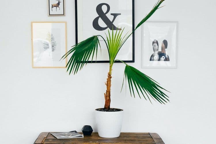 plante d'intérieur posée sur une table